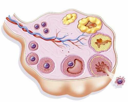 国内专业供卵公司,次数有限制，和这些无关！